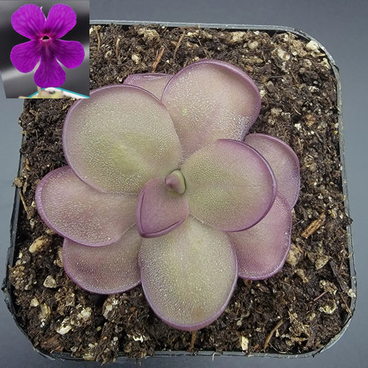 Pinguicula Leilani Butterwort rosette with purple leaves; inset shows purple bloom on Tampa Home & Garden Store