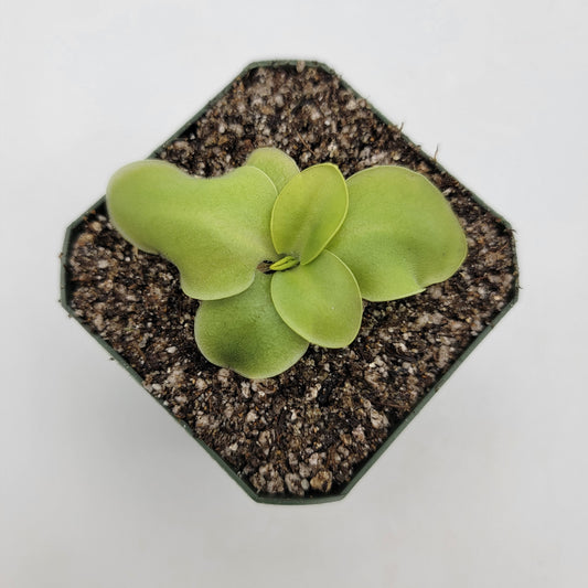 Pinguicula macrophylla - Tampa Home & Garden Store