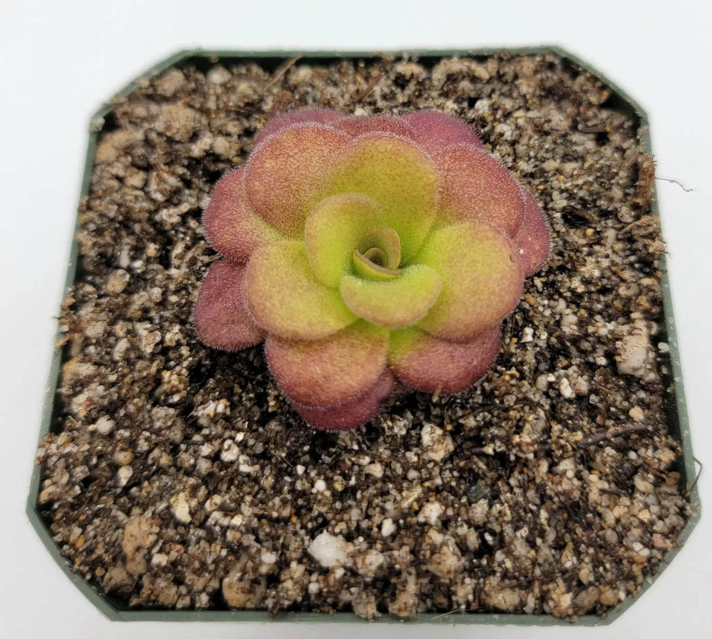 Pinguicula martinezii - Tampa Home & Garden Store