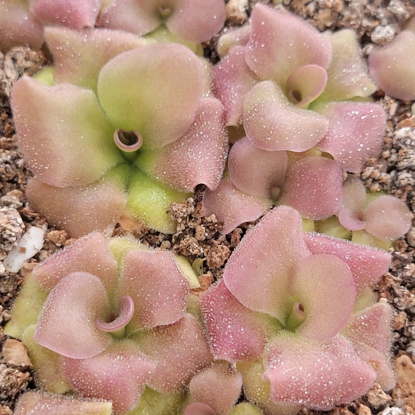 Pinguicula martinezii x laueana -Mexican butterwort- - Tampa Home & Garden Store