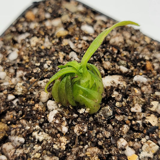 Pinguicula Medusina Carnivorous Butterwort plant with bright green leaves in pot on Tampa Home & Garden Store