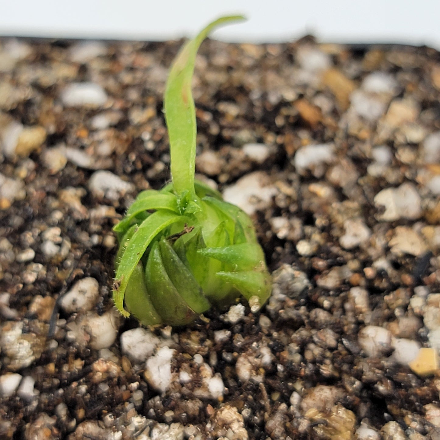 Pinguicula medusina - Tampa Home & Garden Store