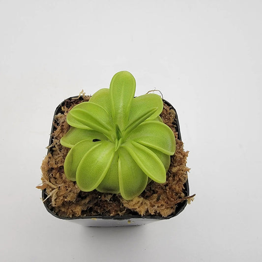 Pinguicula mesophytica butterwort rosette with lime-green leaves in a black pot on Tampa Home & Garden Store