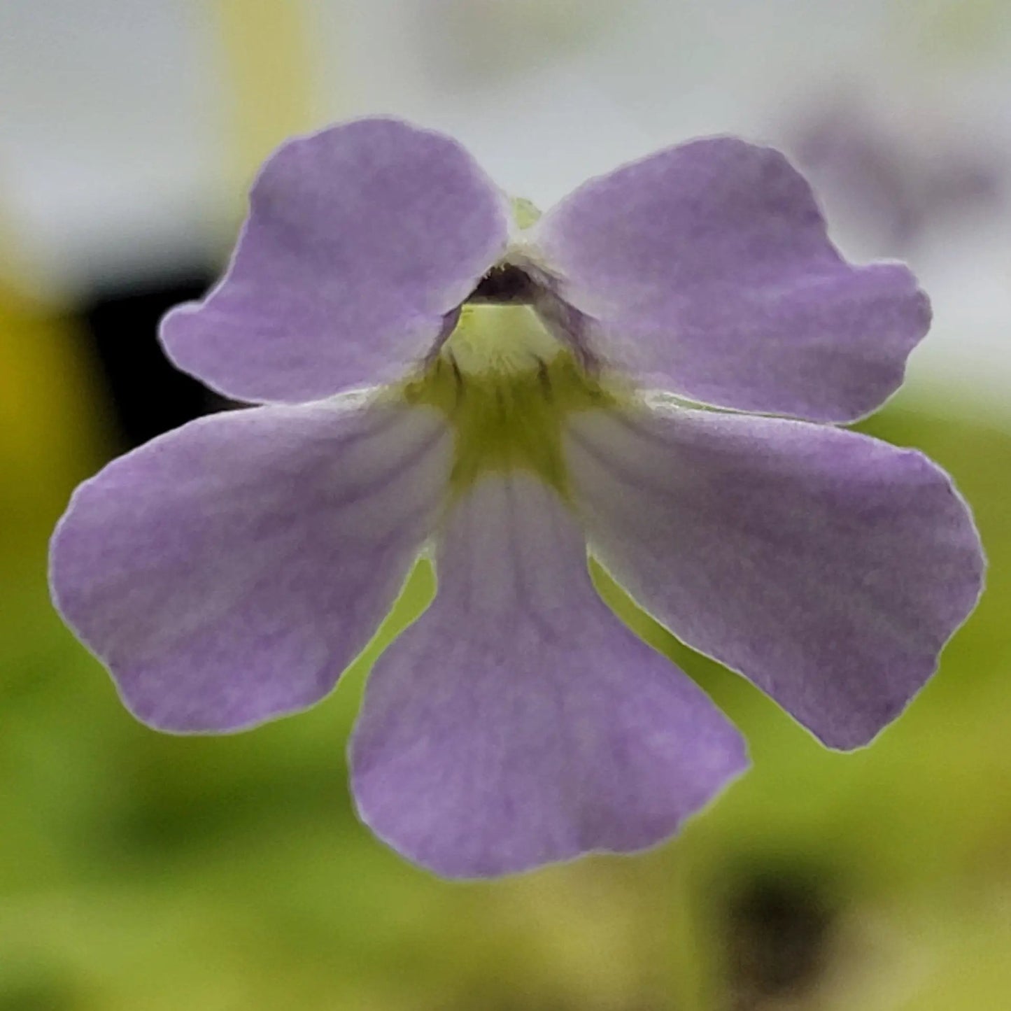 Pinguicula mirandae x (laueana CP2 x emarginata) - Tampa Home & Garden Store