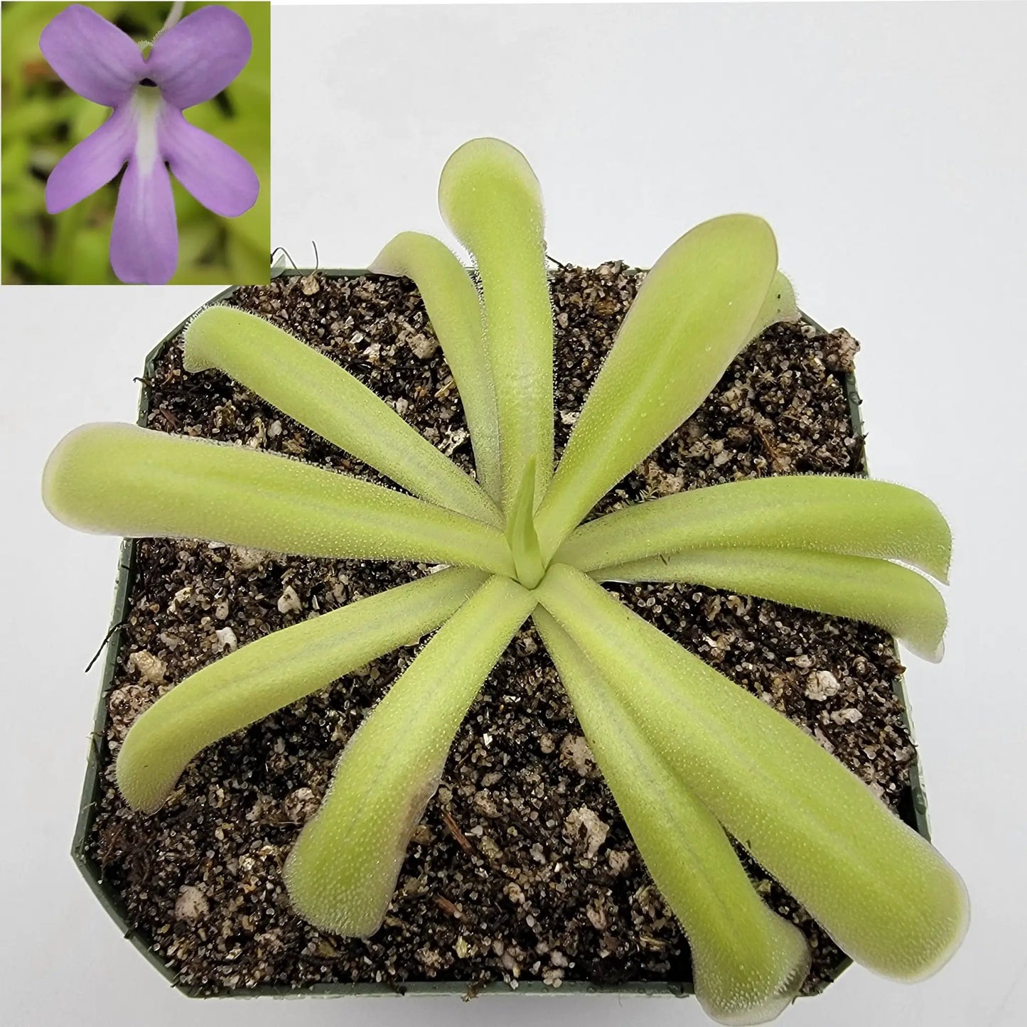 Pinguicula moctezumae x Moranensis alba butterwort rosette with pale green leaves on Tampa Home & Garden Store