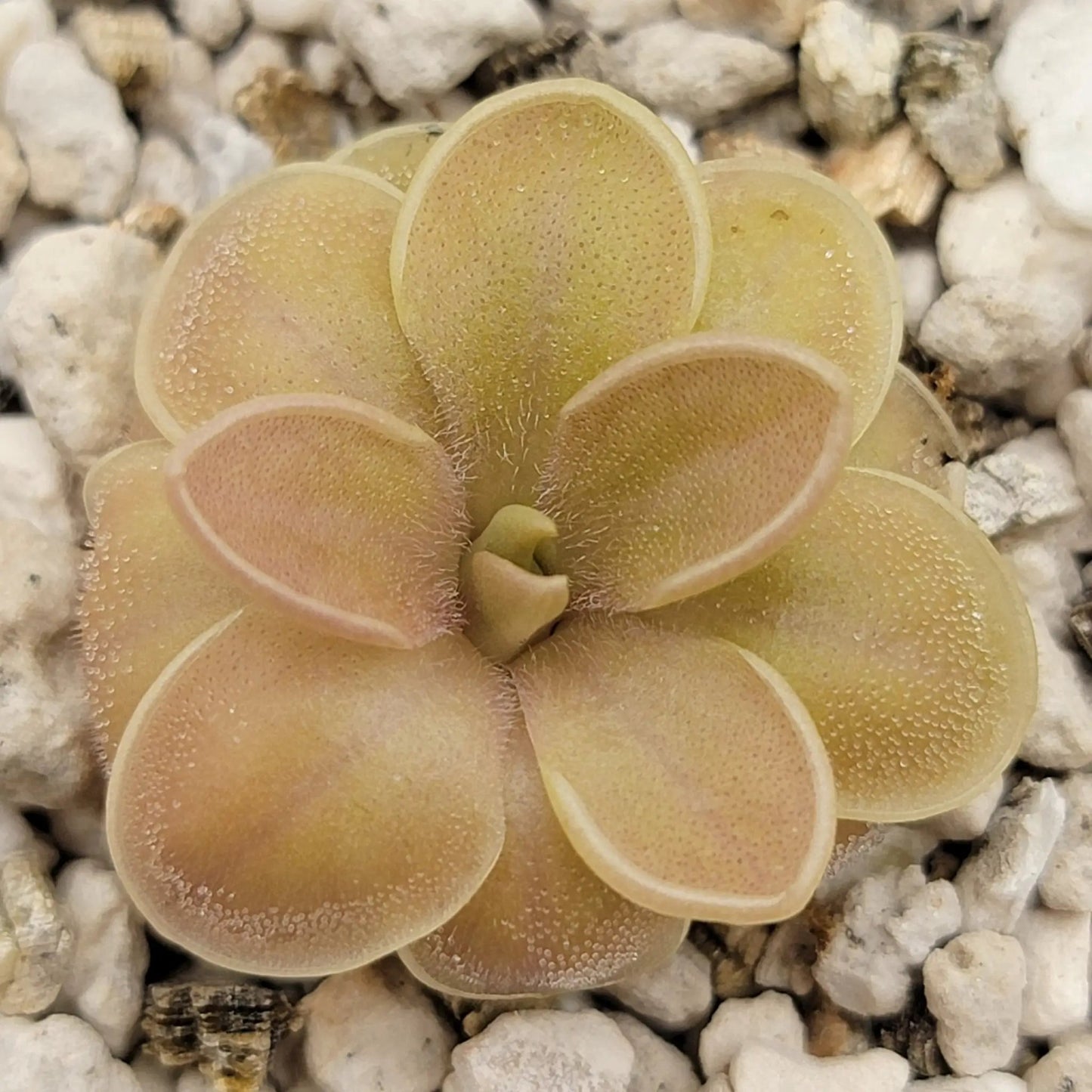 Pinguicula moranensis f. orchidioides - Tampa Home & Garden Store