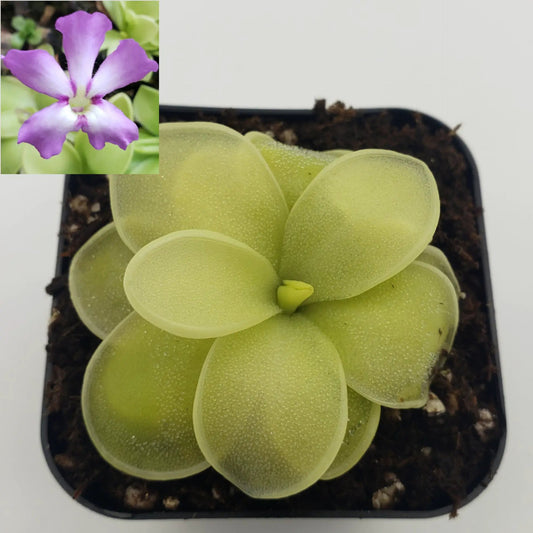 Pinguicula Moranensis Caudata hybrid butterwort with pale-green leaves and purple bloom on Tampa Home & Garden Store