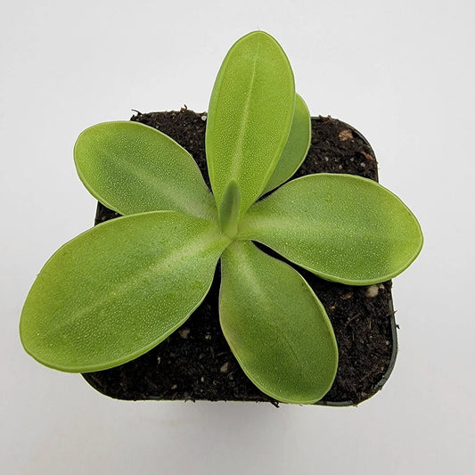 Pinguicula Moranensis Alba Butterwort in pot with green leaves Rainbow Carnivorous Plants on Tampa Home & Garden Store