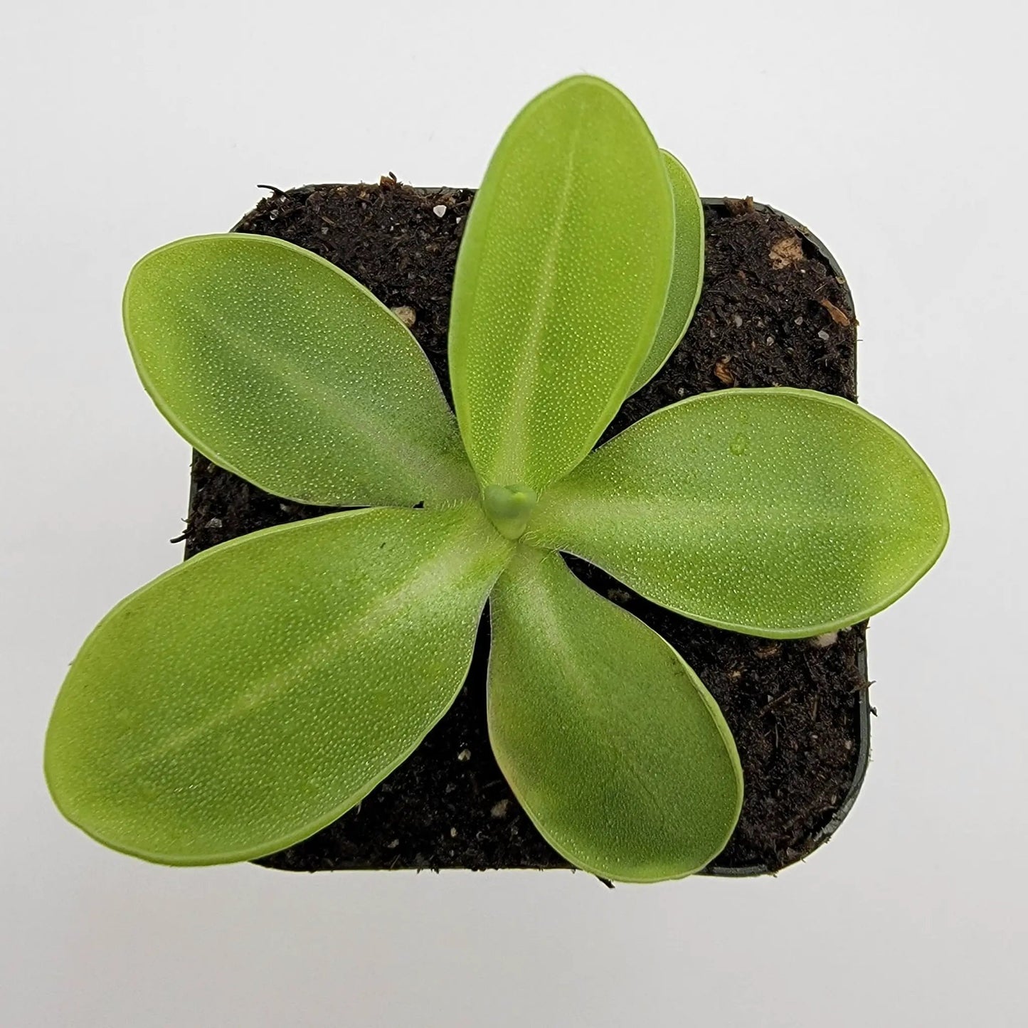 Pinguicula moranensis var. alba - Tampa Home & Garden Store