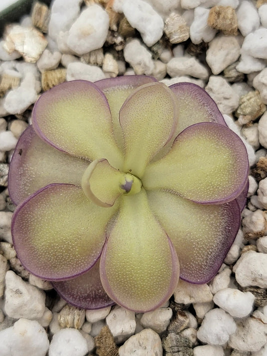 Butterwort Moranensis Alba x Cyclosecta rosette with purple-edged leaves on gravel on Tampa Home & Garden Store