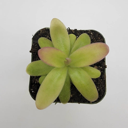 Pinguicula Moranensis Roseii butterwort rosette with velvety light green leaves in a small pot on Tampa Home & Garden Store