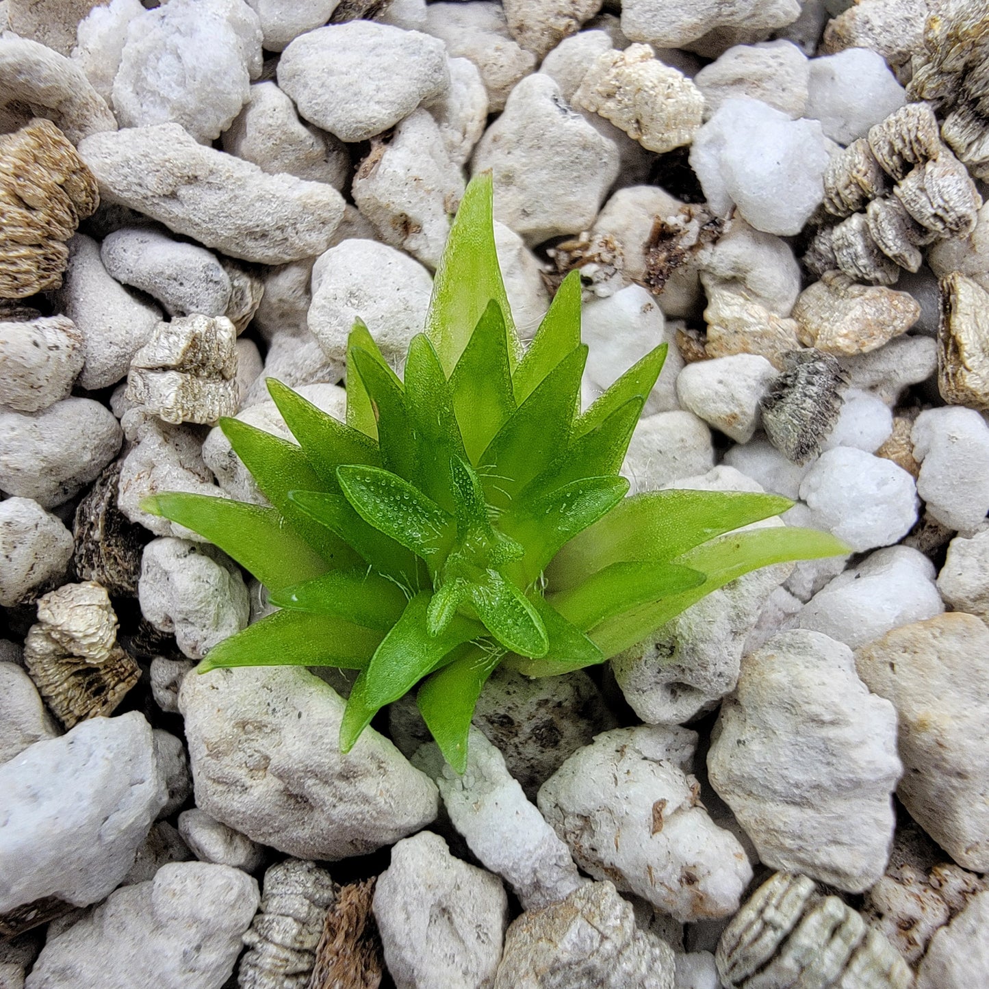 Pinguicula oblongiloba butterwort plant with bright green rosette among white gravel on Tampa Home & Garden Store