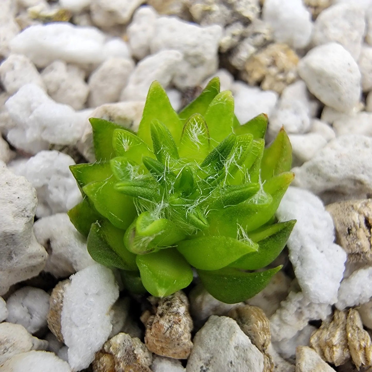 Pinguicula orchidioides {near Ixtlan de Juarez, Oaxaca, México} - Tampa Home & Garden Store