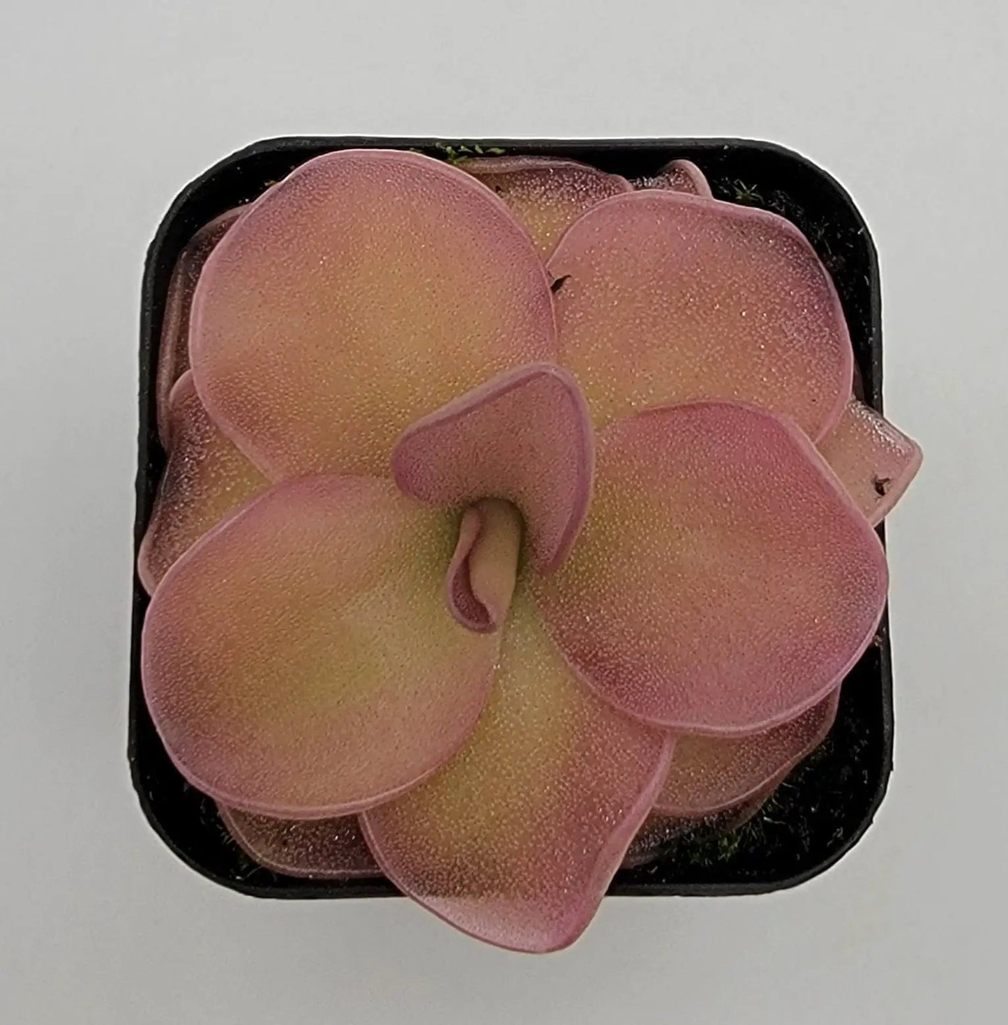 Pinguicula 'Pirouette' - Tampa Home & Garden Store