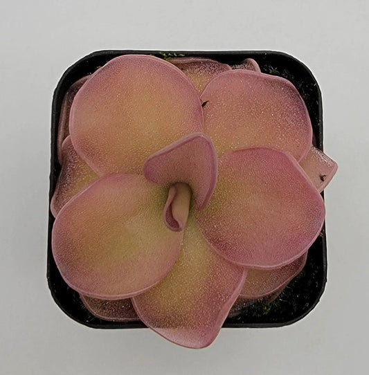 Pinguicula Pirouette butterwort rosette in black pot with pink peach leaves and dotted texture on Tampa Home & Garden Store