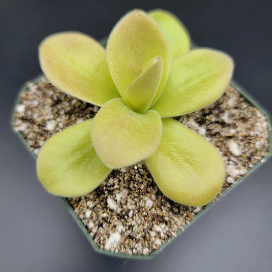 Pinguicula gigantea Red Winter Flush butterwort with yellow-green fuzzy leaves on Tampa Home & Garden Store