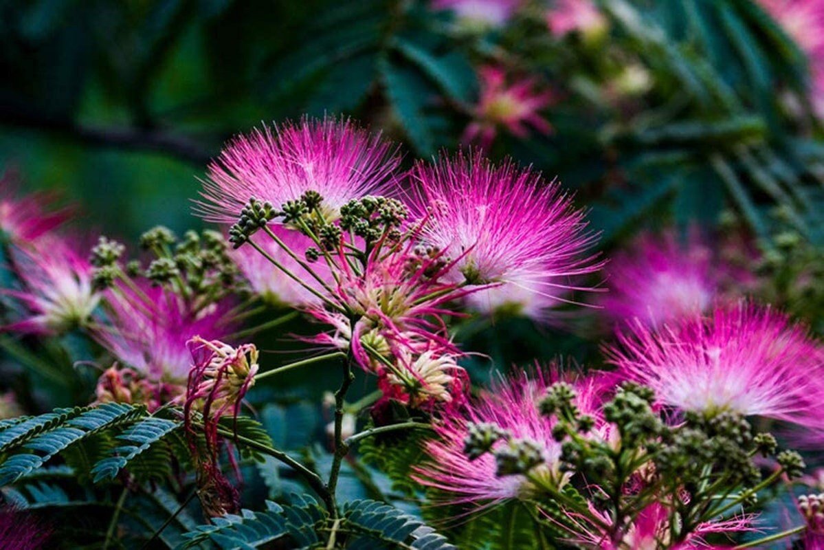 Pink Albizia Julibrissin Tree - 20 Seeds - Mimosa Tree, Silk Tree, Persian Silk Tree - Tampa Home & Garden Store