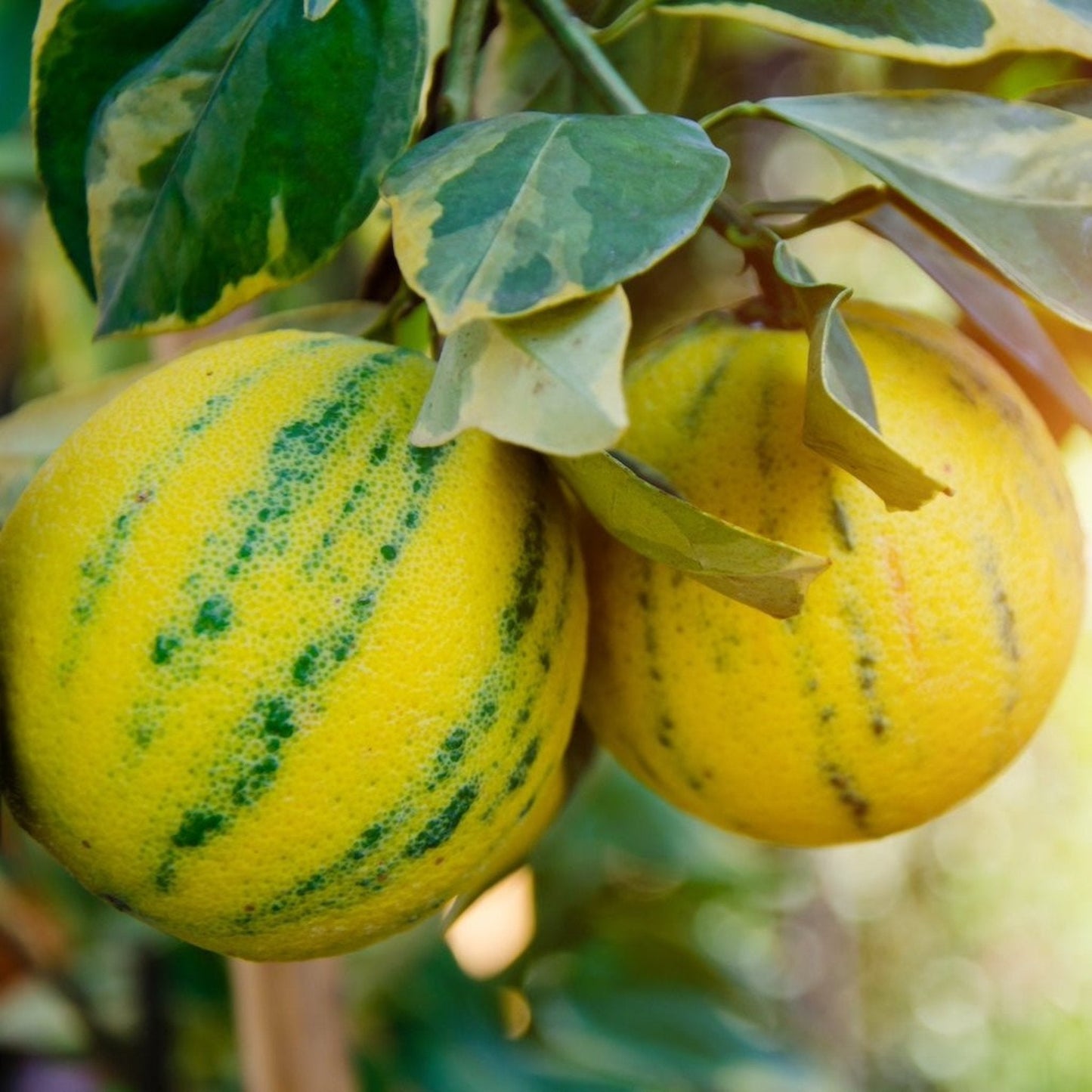Pink Variegated Eureka Lemon Tree plant with green-yellow variegated leaves and yellow fruit on Tampa Home & Garden Store