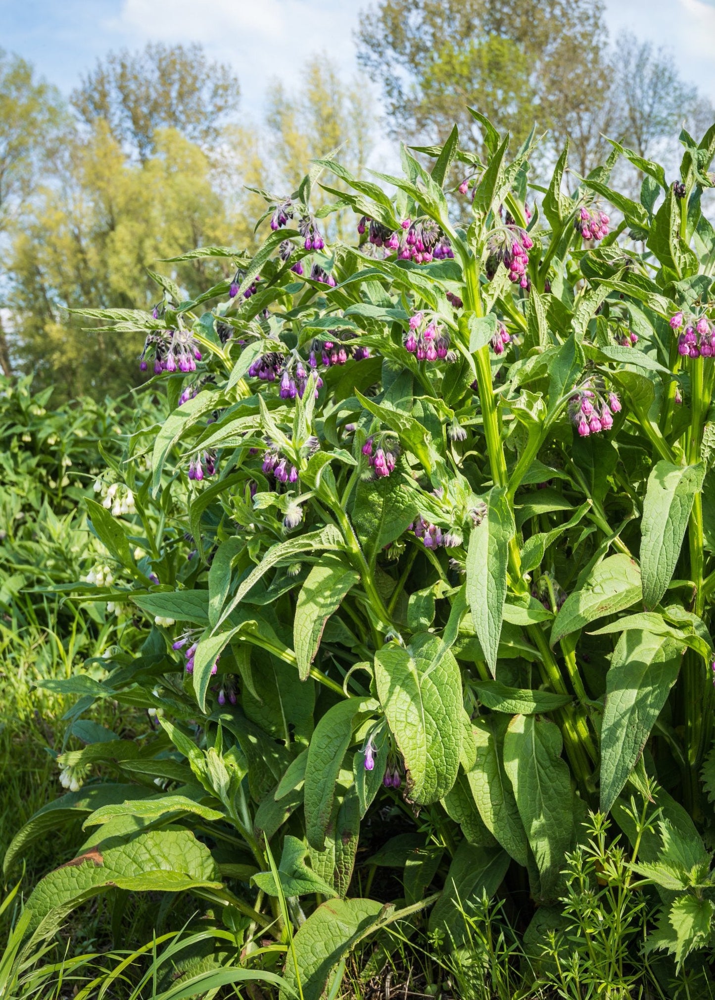 Consuelda (Symphytum uplandicum)