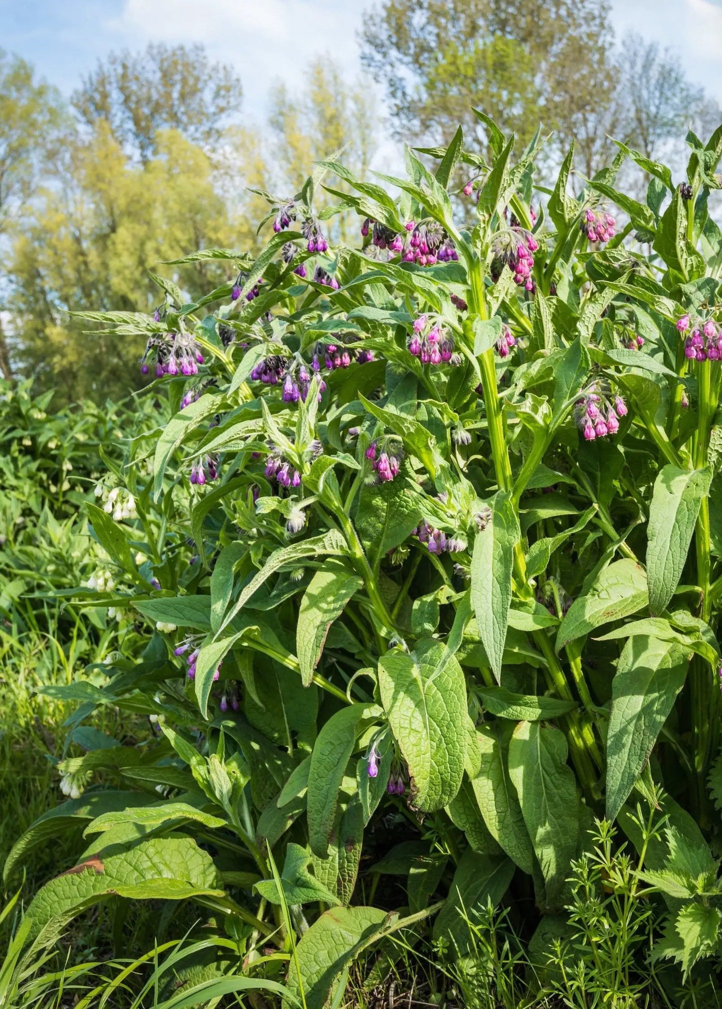 Comfrey Plant (Symphytum uplandicum) - Tampa Home & Garden Store