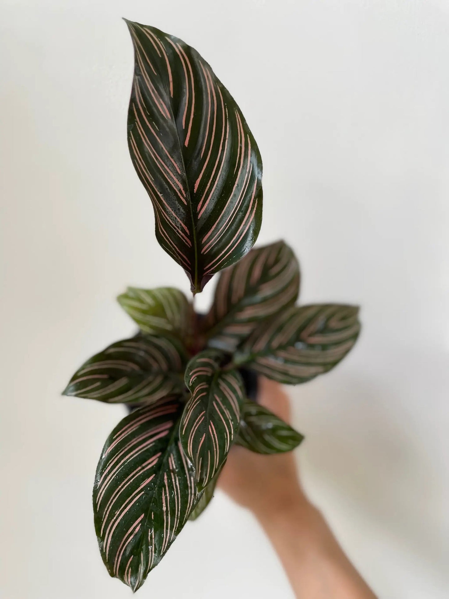 Pinstripe Ornata Calathea potted houseplant with pink-striped dark green leaves on Tampa Home & Garden Store