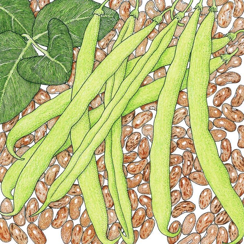 Pinto Bean Seeds (Organic) - Tampa Home & Garden Store