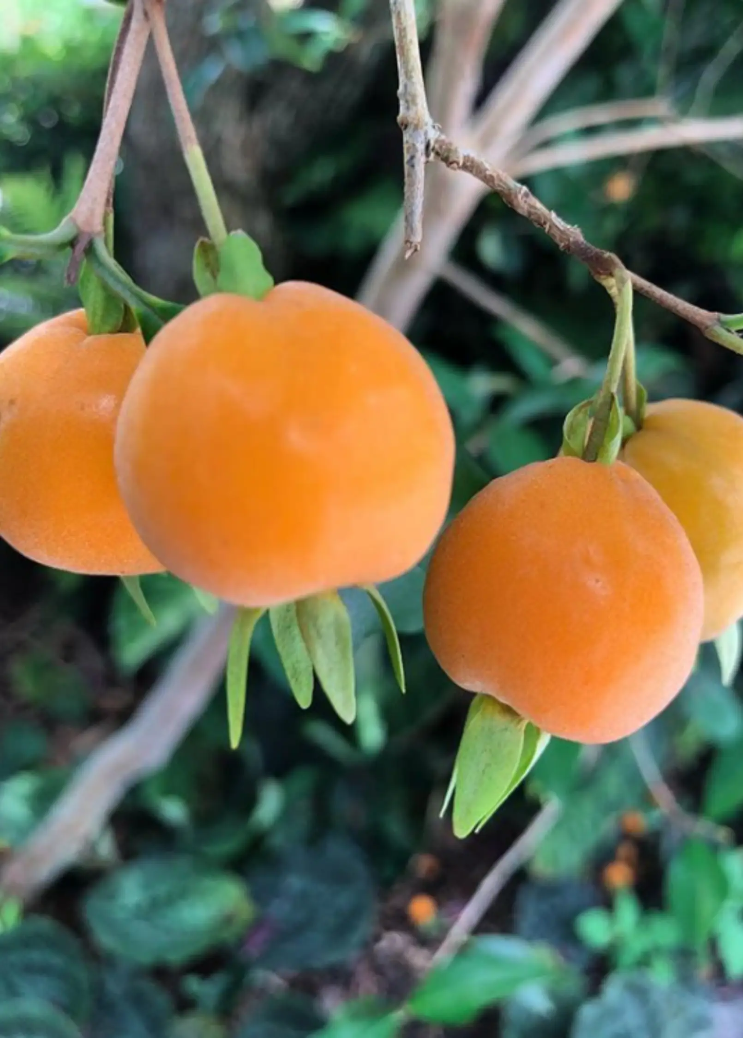 Pitomba tree Eugenia luschnathiana with orange fruit clusters, tropical fruit tree Sow Exotic on Tampa Home & Garden Store