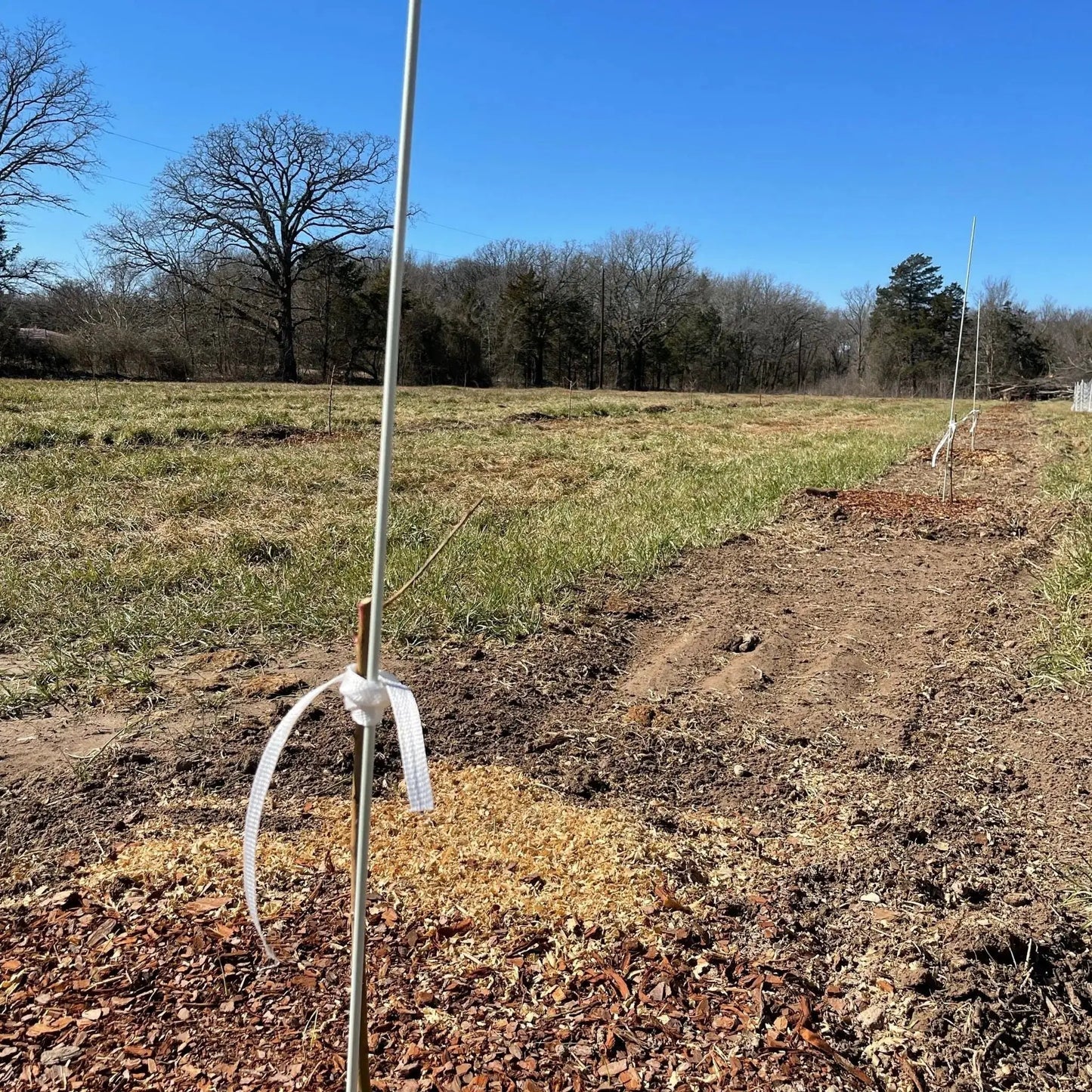 Fiberglass plant support poles for tomatoes, Bootstrap Farmer, white stakes in field on Tampa Home & Garden Store