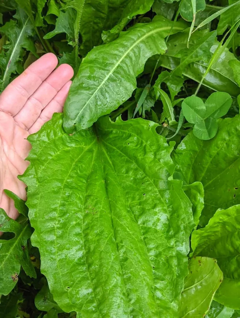 Plantain leaves, large glossy green foliage for skin care on Tampa Home & Garden Store
