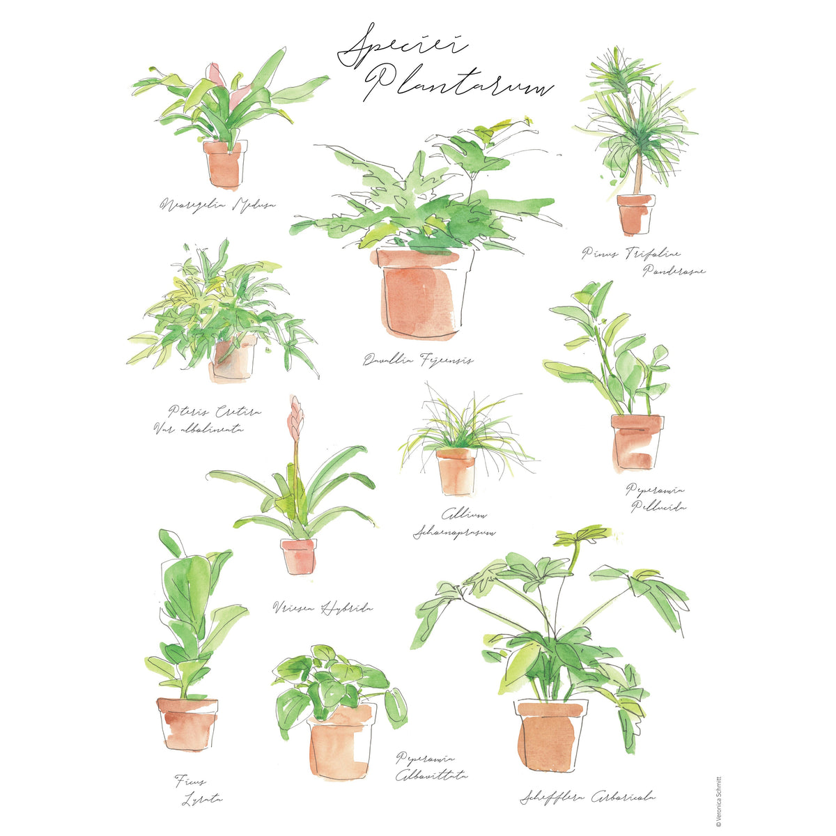 Plant Species Poster watercolor potted houseplants with Latin names House Plant Shop on Tampa Home & Garden Store