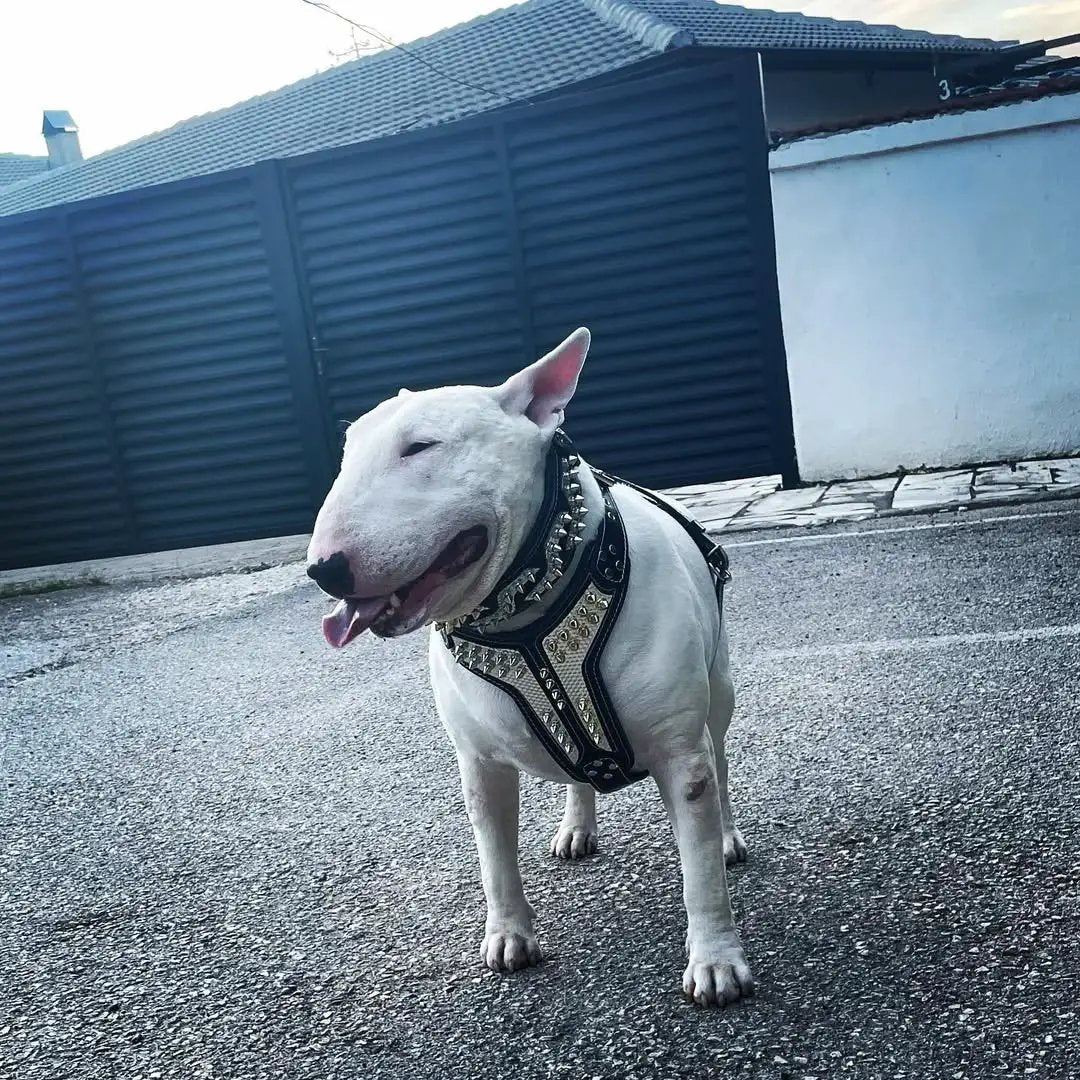 Platinum Harness for Medium to Giant Dogs by Bestia Dog Gear, black with metallic studs on Tampa Home & Garden Store