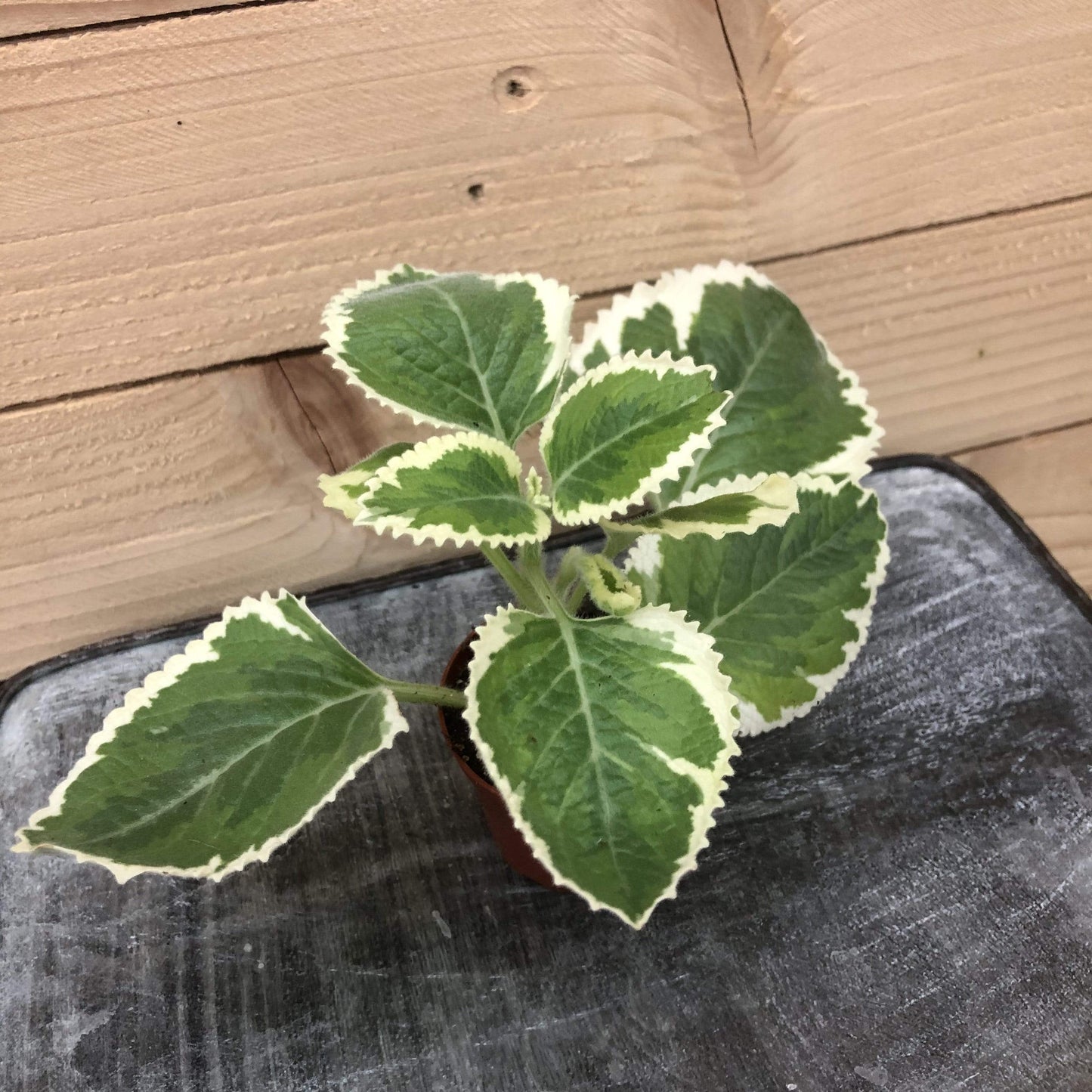 Plectranthus Variegated, 2" Plant - Tampa Home & Garden Store