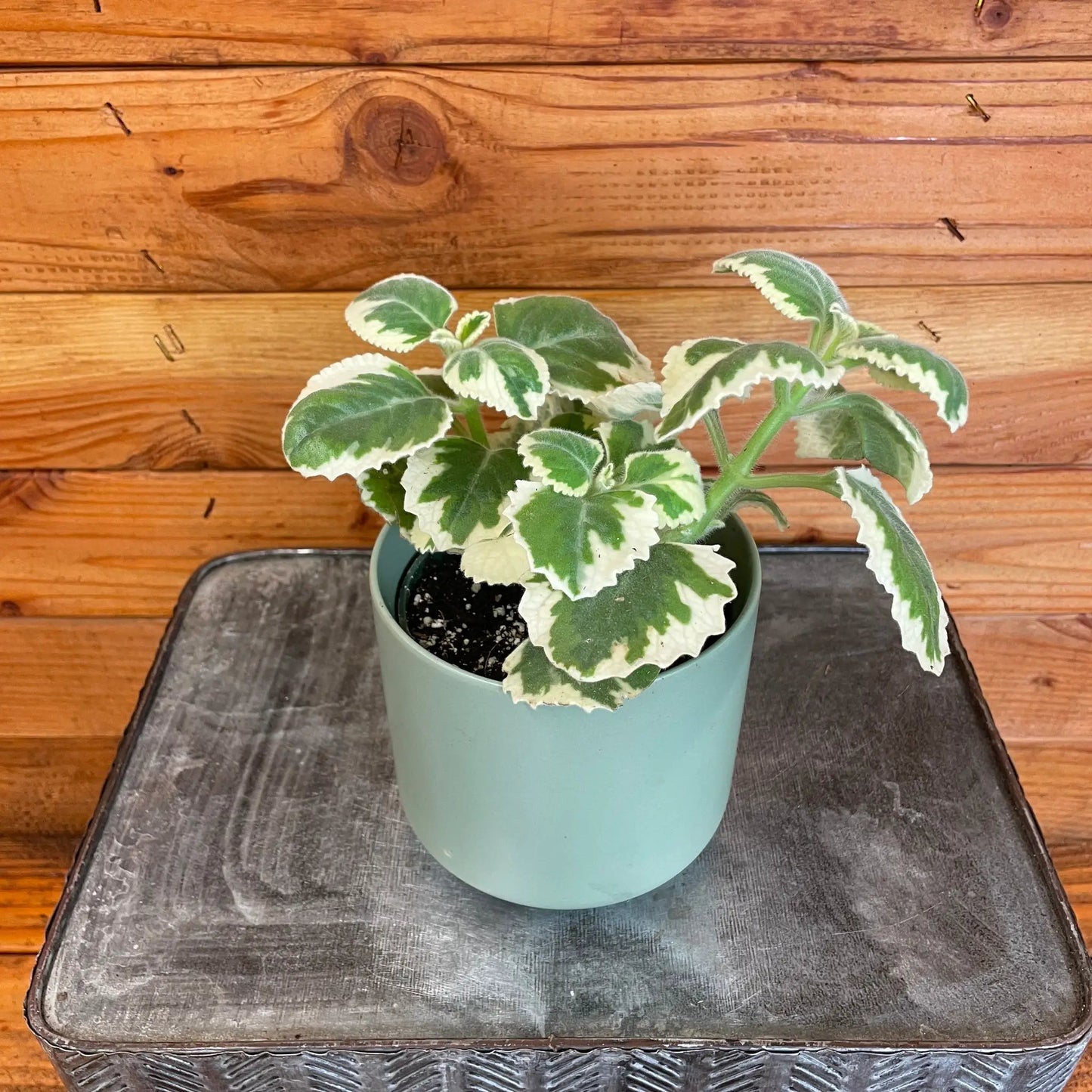 Plectranthus Variegated, 4" Plant - Tampa Home & Garden Store