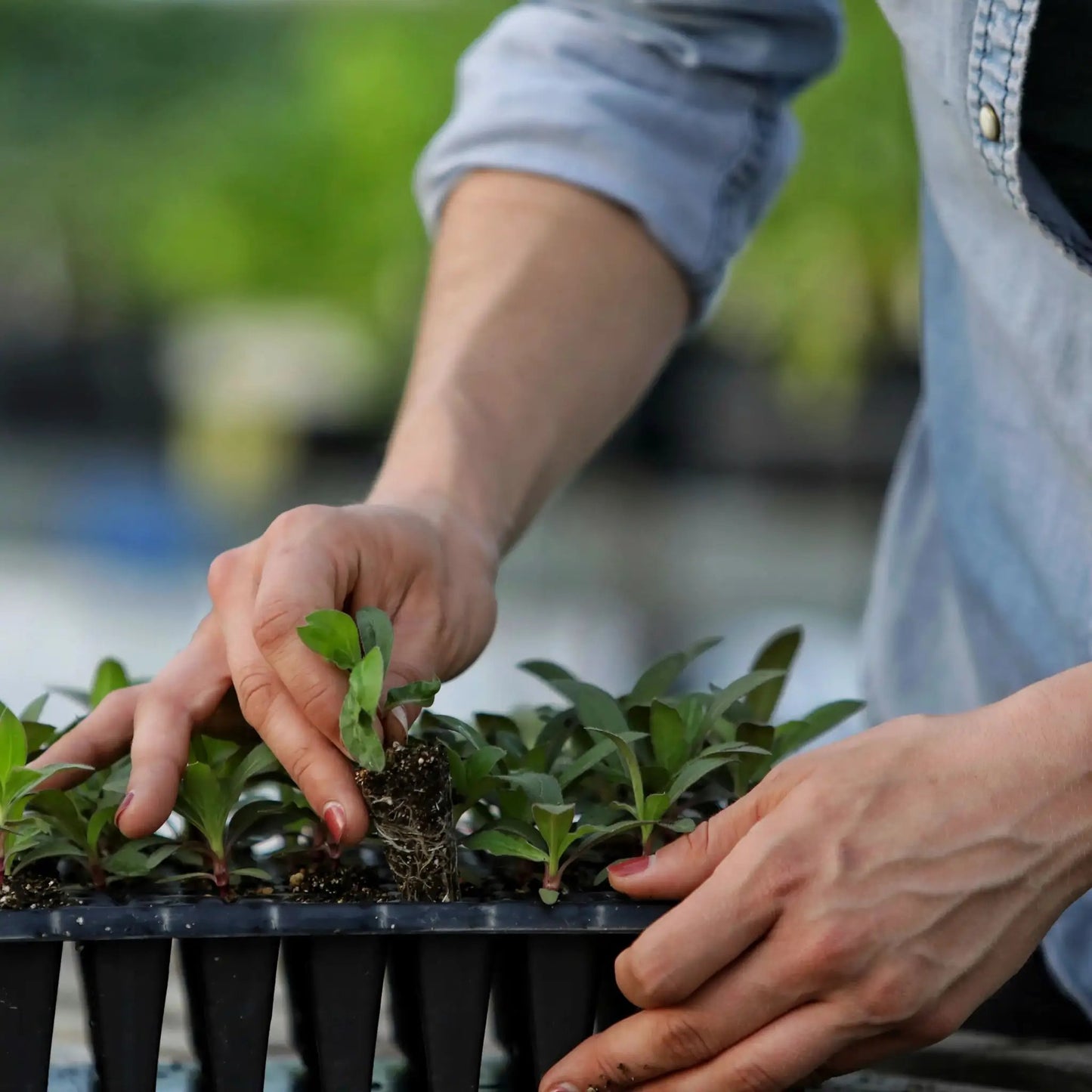 Plug Popper for 72 128 200 cell trays shown with fresh seedlings being transplanted on Tampa Home & Garden Store