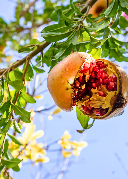 Azadi Persian soft-seeded pomegranate tree with open fruit and red arils among green leaves on Tampa Home & Garden Store
