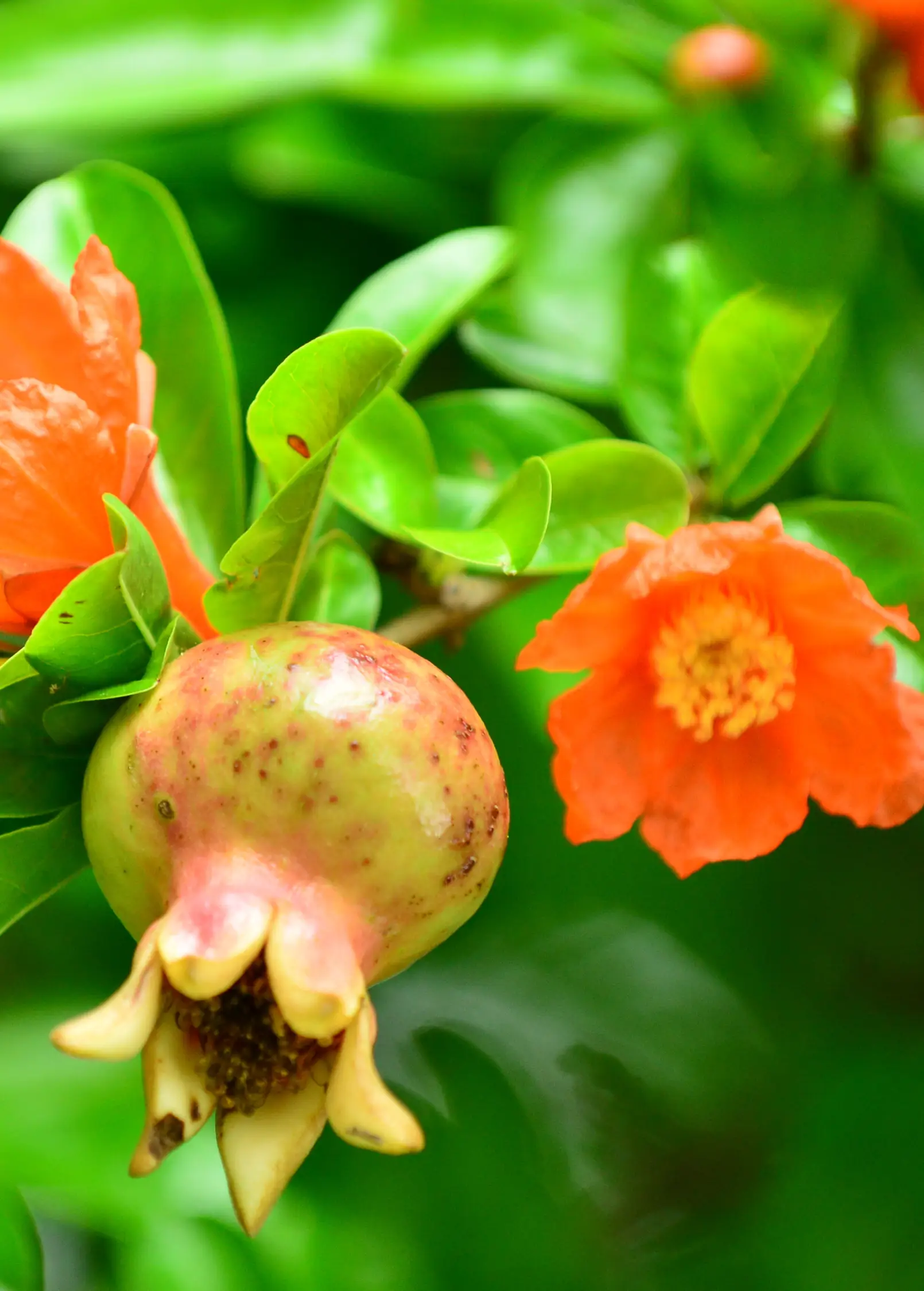 Azadi pomegranate tree Persian soft-seeded fruiting with green leaves and orange blossoms on Tampa Home & Garden Store