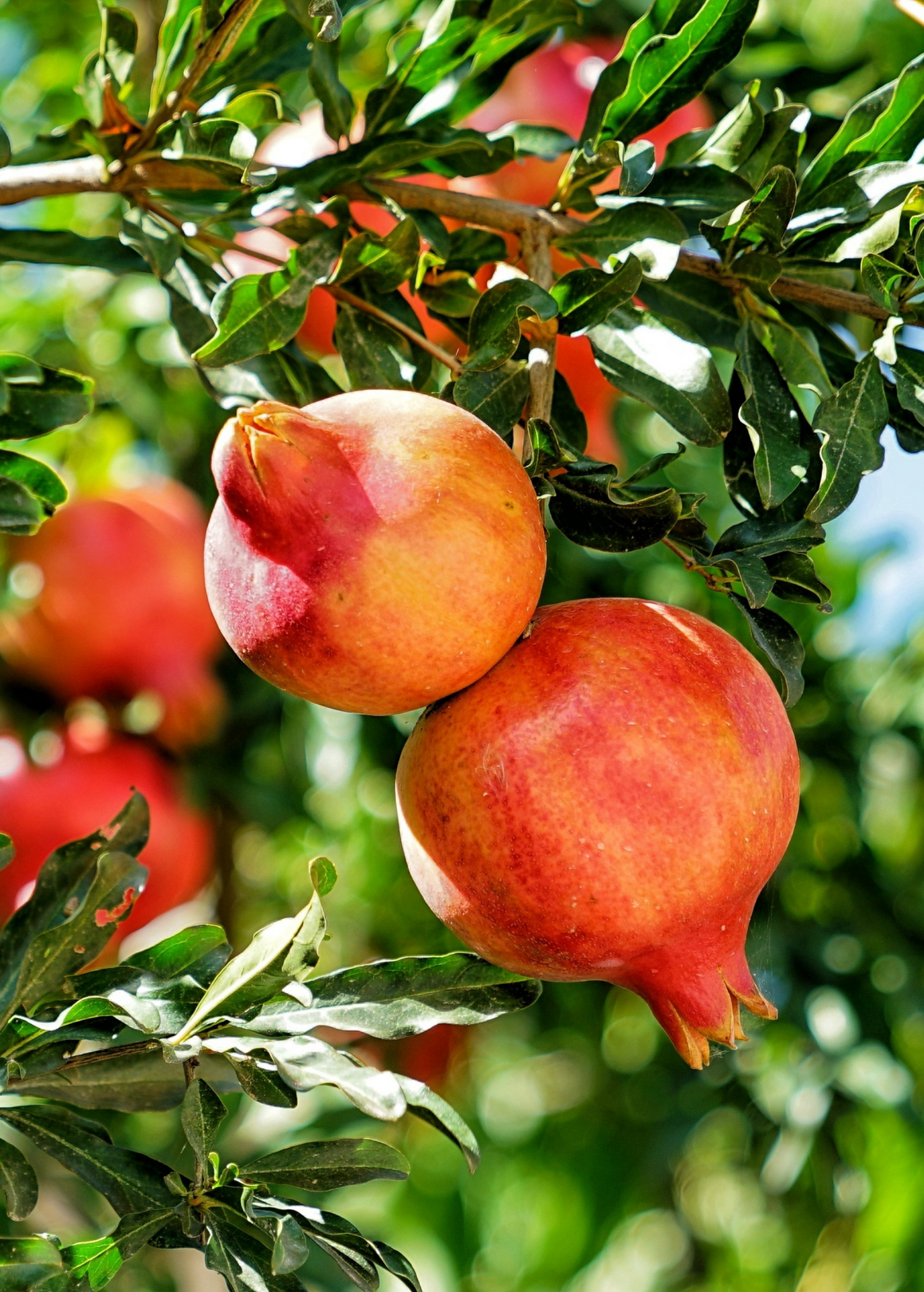 Parfianka pomegranate tree with several orange-red fruits on glossy green leaves on Tampa Home & Garden Store