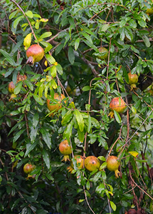Pomegranate Tree Vietnamese Pink Variety with glossy green leaves and pink blush fruit on branches on Tampa Home & Garden Store