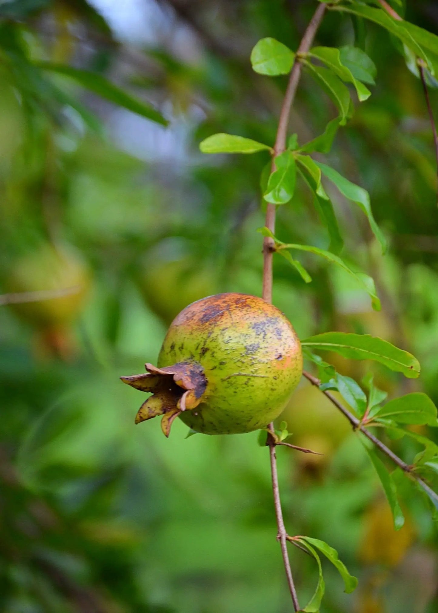 Pomegranate fruit on a slender branch with bright green leaves, Vietnamese Pink variety on Tampa Home & Garden Store
