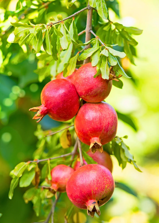 Wonderful Pomegranate Tree with several ripe red pomegranates hanging from a leafy branch on Tampa Home & Garden Store