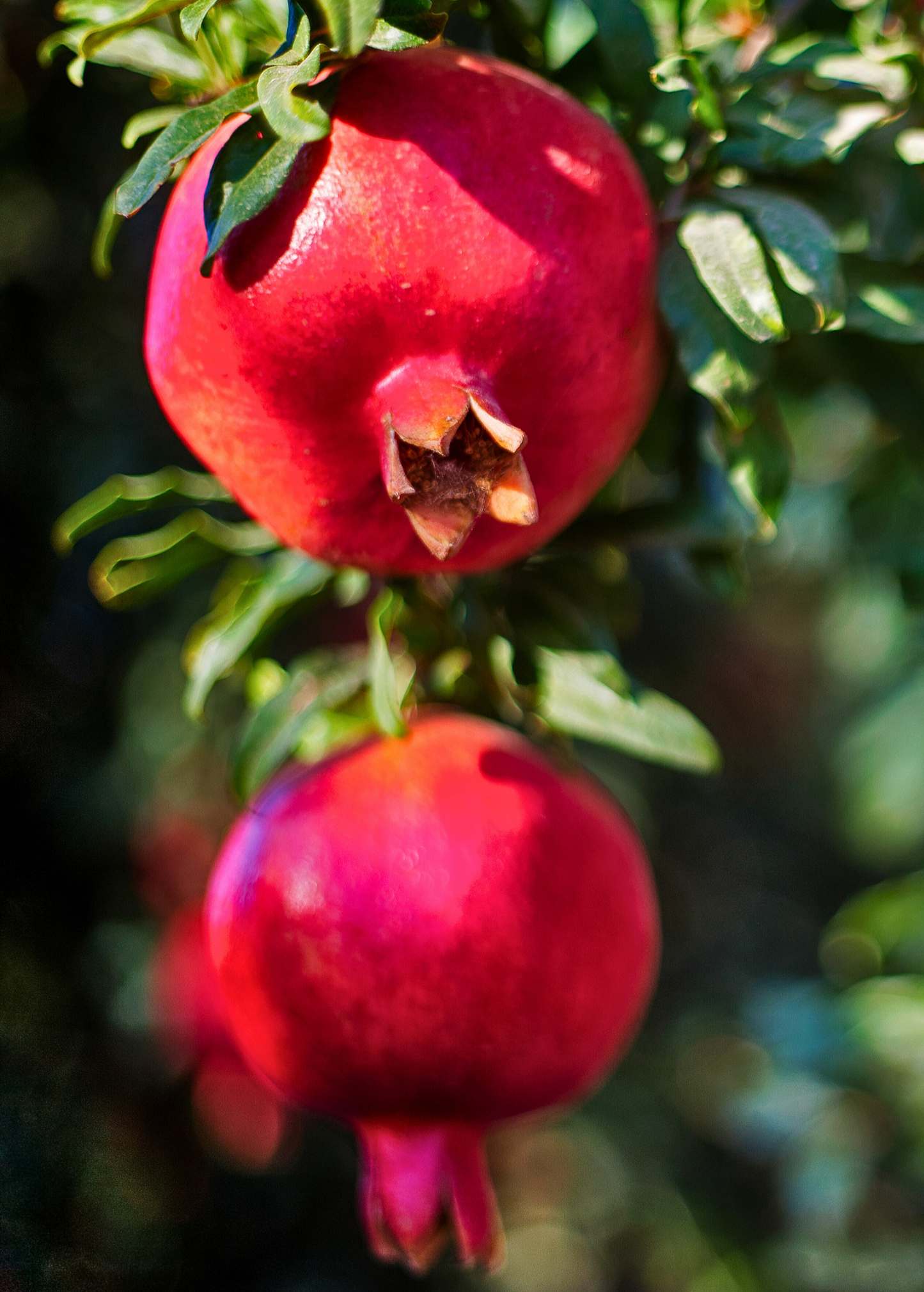 Wonderful Pomegranate Tree cultivar by Sow Exotic with bright red fruit on leafy branches on Tampa Home & Garden Store