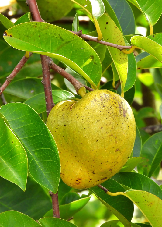 Pond Apple Tree fruit hanging on branch with yellow-green skin and glossy leaves on Tampa Home & Garden Store
