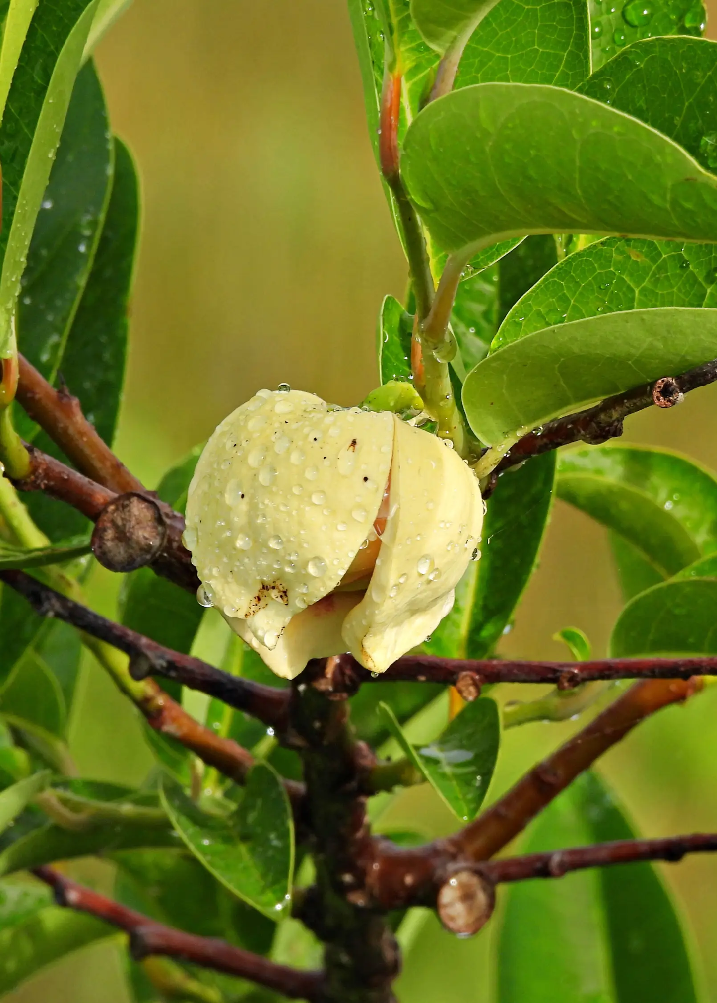 Pond apple tree fruit with pale yellow skin and glossy green leaves on Tampa Home & Garden Store