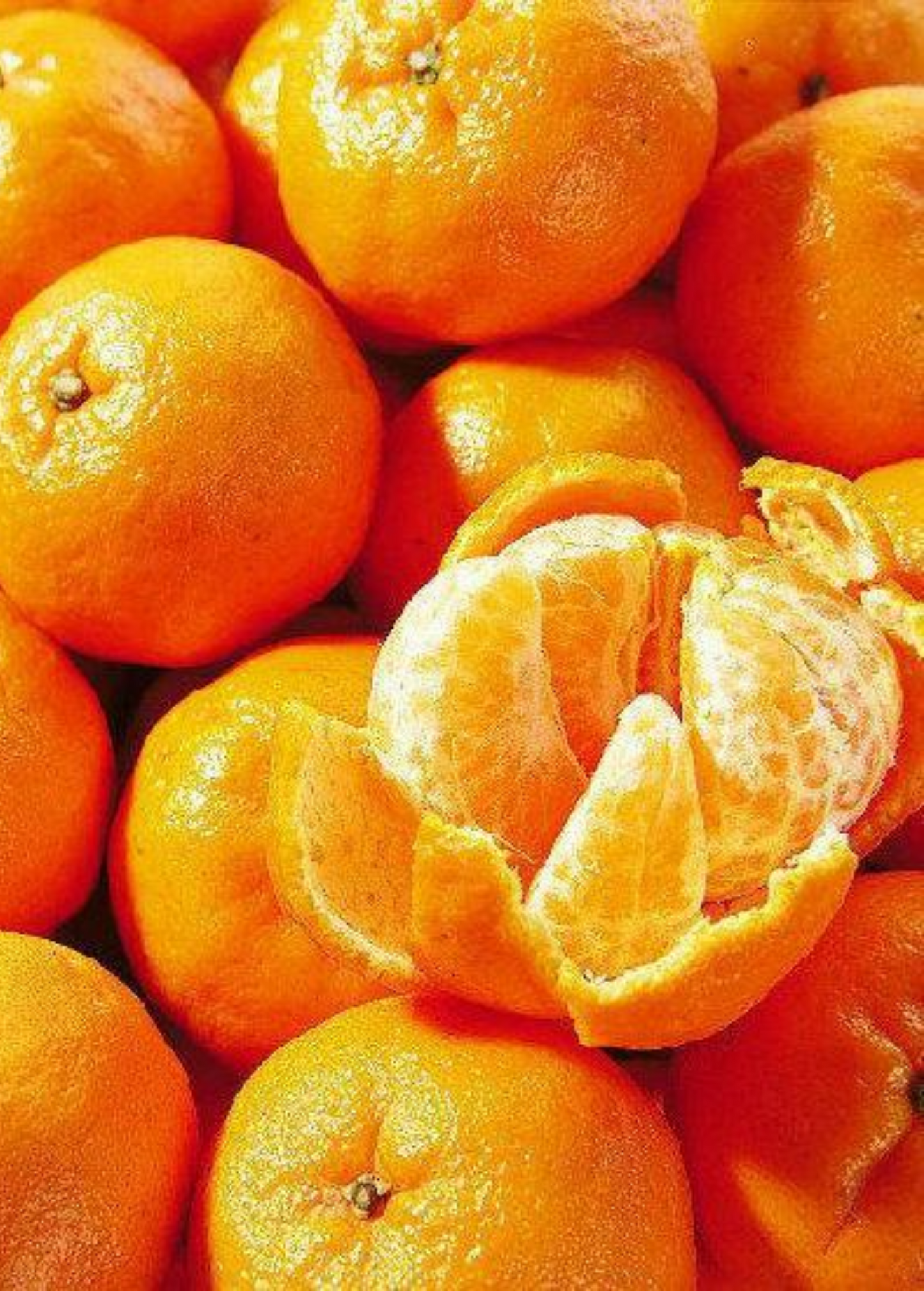 Ponkan Mandarin Tree, Chinese Honey Orange (Citrus poonensis) - Tampa Home & Garden Store