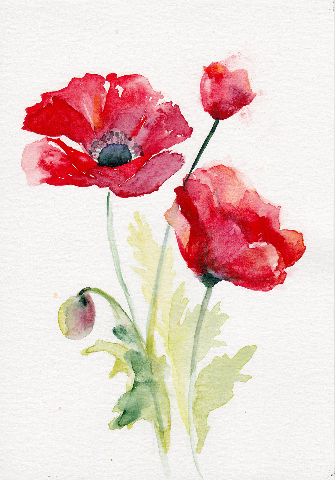 Amapola – Lámina artística de la flor de nacimiento de agosto