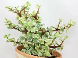 Portulacaria afra Elephant Bush succulent in a terracotta pot with green rounded leaves on Tampa Home & Garden Store