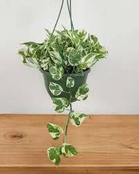 Pothos Variegated Njoy hanging houseplant with green and cream leaves on Tampa Home & Garden Store