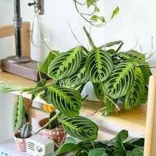Prayer Plant - Tampa Home & Garden Store