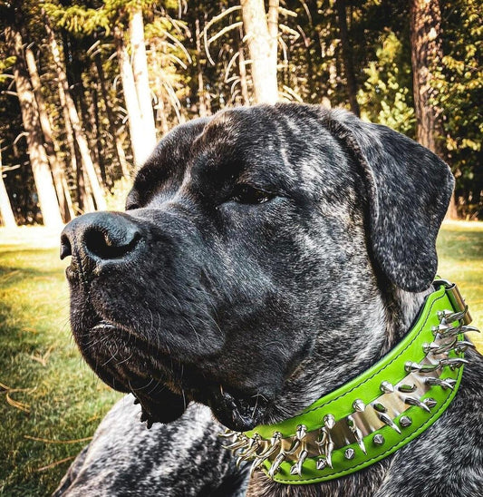 ''Predator'' collar in Green - Tampa Home & Garden Store