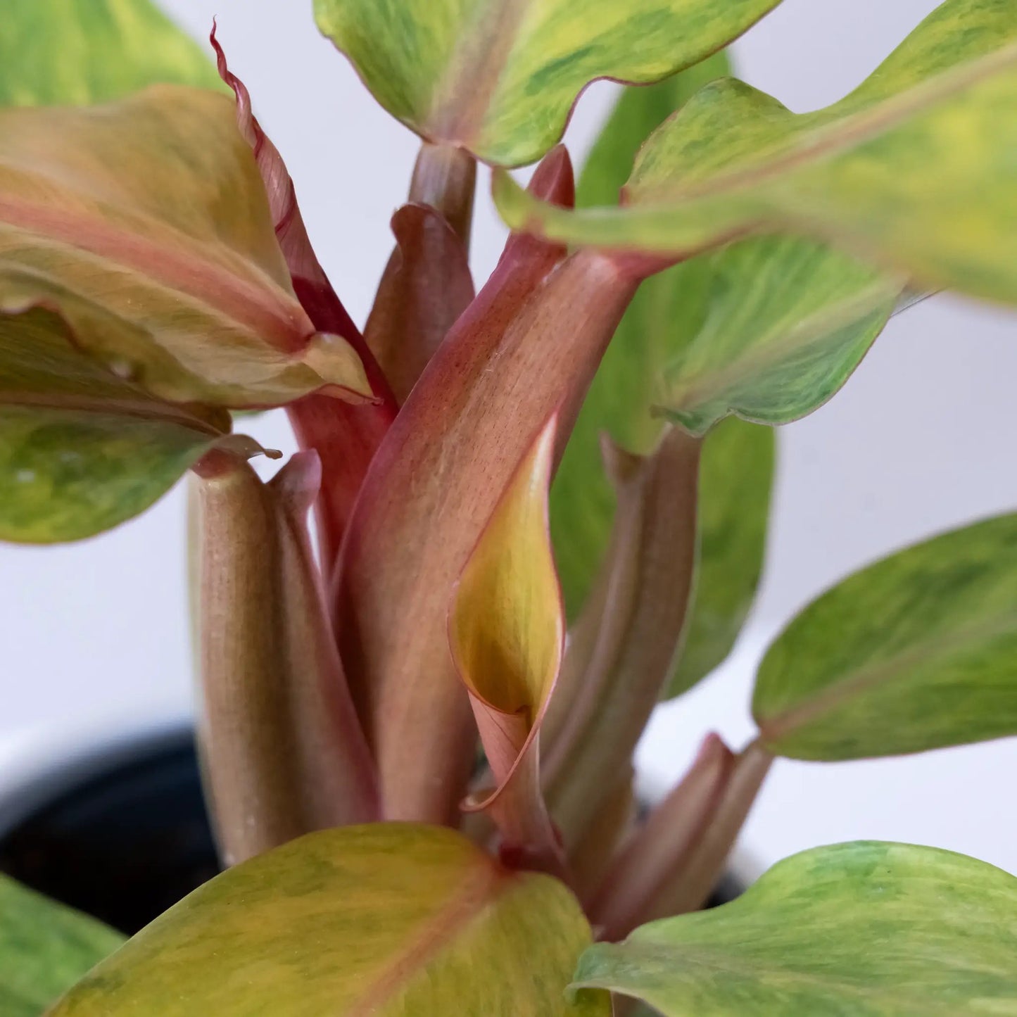 Orange You Gorgeous Philodendron potted plant leafjoy® with orange-green variegated leaves on Tampa Home & Garden Store